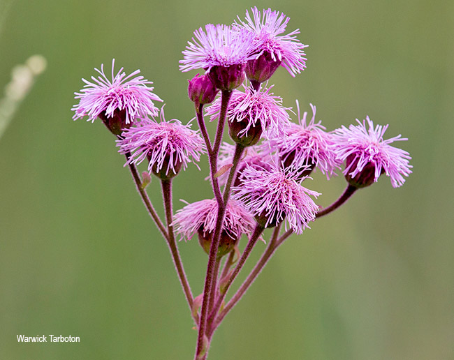 Campuloclinium macrocephalum